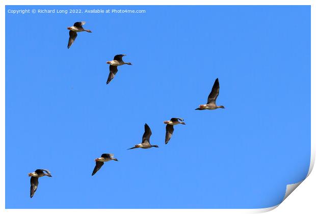 Flock of Pink Footed Geese flying Print by Richard Long