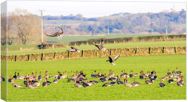 Pink footed Geese Canvas Print by Richard Long