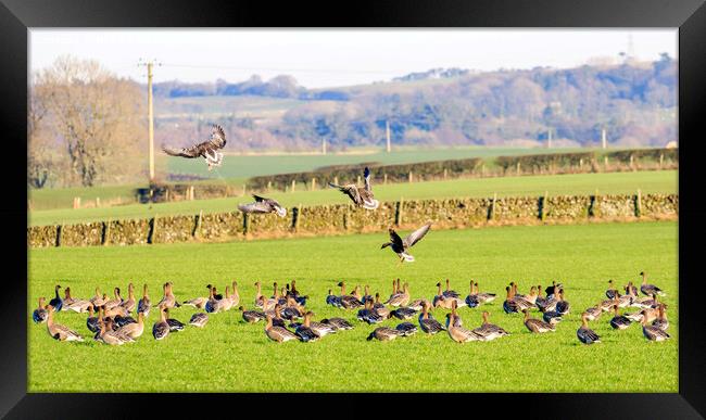 Pink footed Geese Framed Print by Richard Long