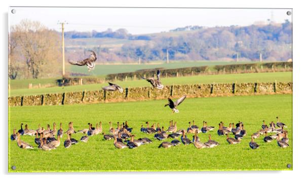 Pink footed Geese Acrylic by Richard Long