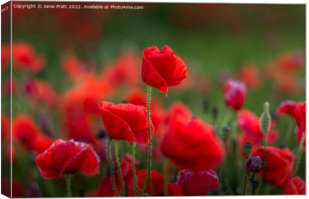 Poppy Red Canvas Print by Janie Pratt