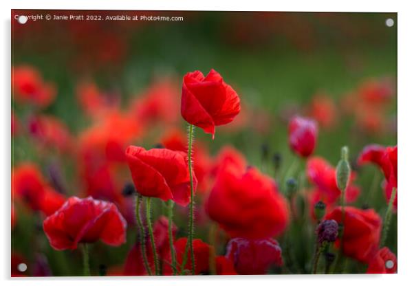 Poppy Red Acrylic by Janie Pratt