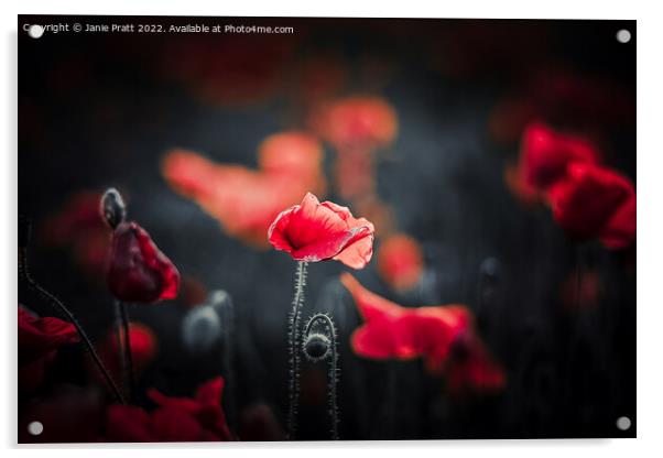 Poppy in Red Acrylic by Janie Pratt