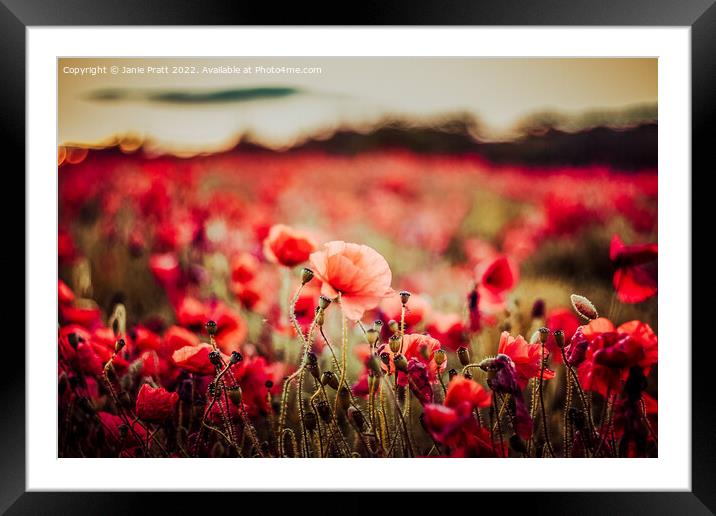 Field of Poppies Framed Mounted Print by Janie Pratt
