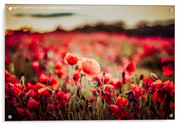 Field of Poppies Acrylic by Janie Pratt