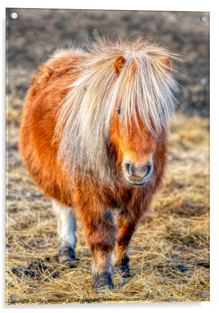 Shetland Pony Portrait Acrylic by Alan Simpson