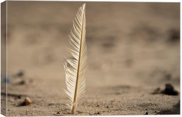 Feather in the sand Canvas Print by Anthony Hart