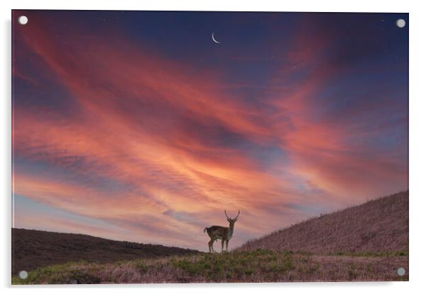 Deer at Dawn Acrylic by Bahadir Yeniceri