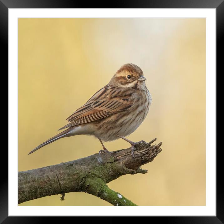 Reed Bunting in morning light Framed Mounted Print by Jonathan Thirkell