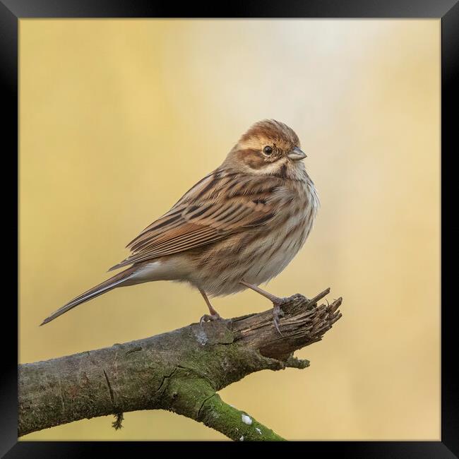 Reed Bunting in morning light Framed Print by Jonathan Thirkell