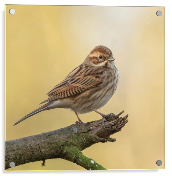 Reed Bunting in morning light Acrylic by Jonathan Thirkell