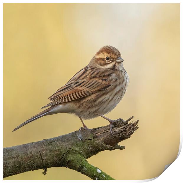Reed Bunting in morning light Print by Jonathan Thirkell