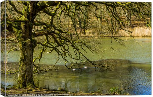 Oak Tree and Mallard Ducks Cannop Ponds Forest of  Canvas Print by Nick Jenkins