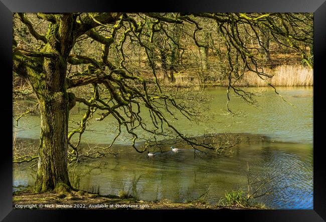 Oak Tree and Mallard Ducks Cannop Ponds Forest of  Framed Print by Nick Jenkins