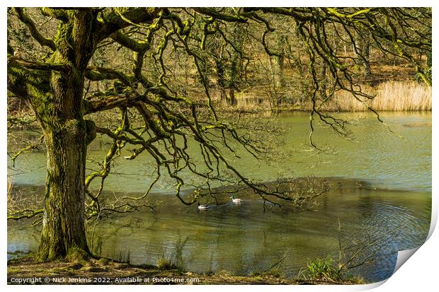 Oak Tree and Mallard Ducks Cannop Ponds Forest of  Print by Nick Jenkins