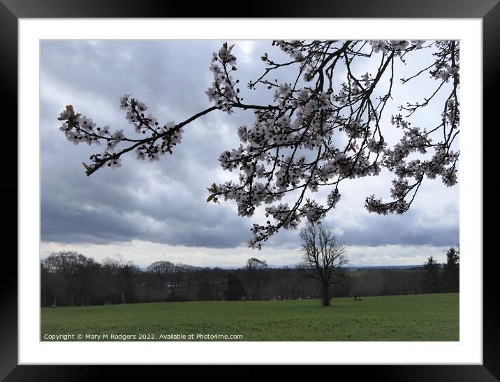 Blossom  Framed Mounted Print by Mary M Rodgers