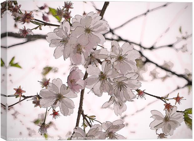 Spring Blossom Canvas Print by Gillian Robertson