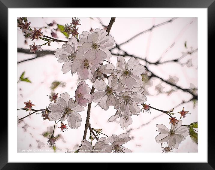 Spring Blossom Framed Mounted Print by Gillian Robertson