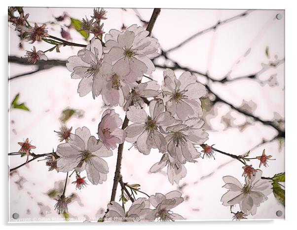 Spring Blossom Acrylic by Gillian Robertson