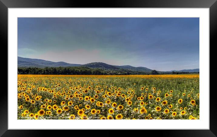 Sunflower Peace Framed Mounted Print by David Pyatt