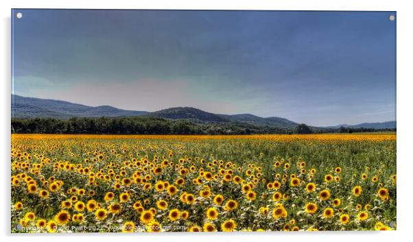 Sunflower Peace Acrylic by David Pyatt