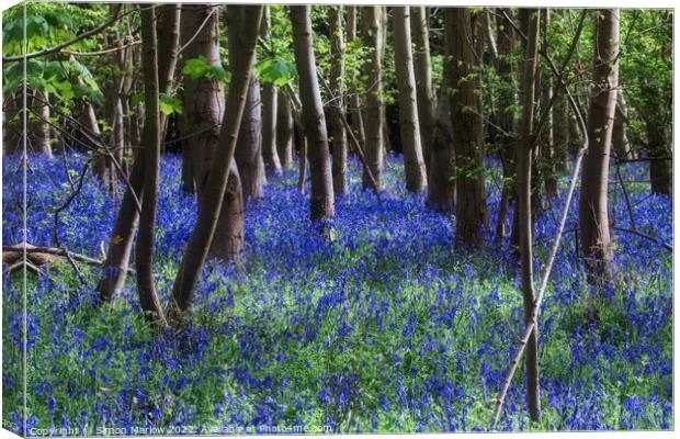 Enchanting Bluebell Delight Canvas Print by Simon Marlow