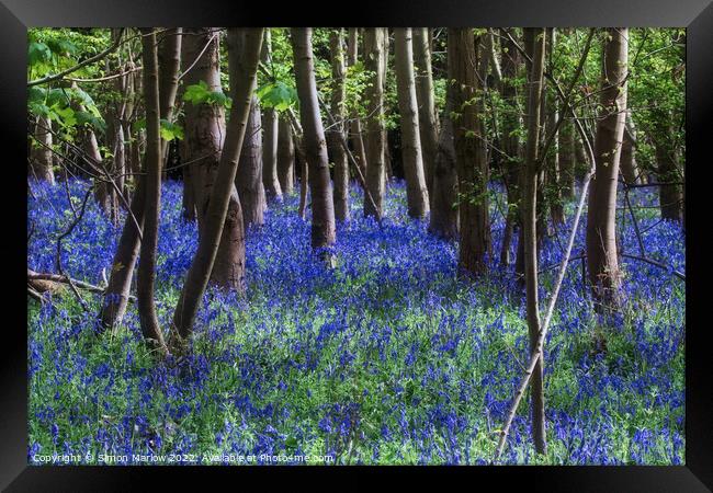 Enchanting Bluebell Delight Framed Print by Simon Marlow