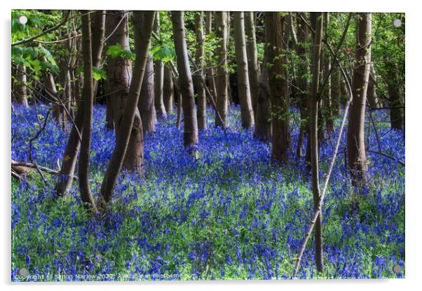 Enchanting Bluebell Delight Acrylic by Simon Marlow