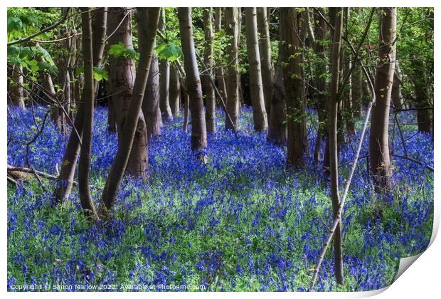 Enchanting Bluebell Delight Print by Simon Marlow
