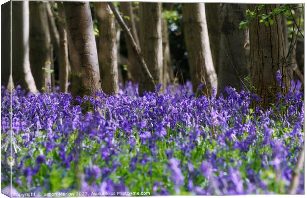 Bluebells in a forest Canvas Print by Simon Marlow