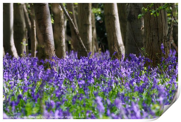 Bluebells in a forest Print by Simon Marlow