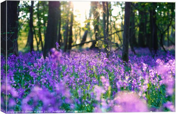 Enchanting Bluebells Forest Canvas Print by Simon Marlow