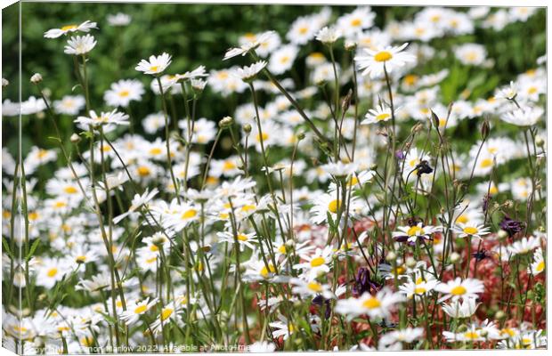 A Dramatic Oxeye Daisy Collection Canvas Print by Simon Marlow