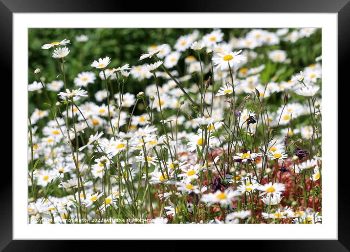 A Dramatic Oxeye Daisy Collection Framed Mounted Print by Simon Marlow