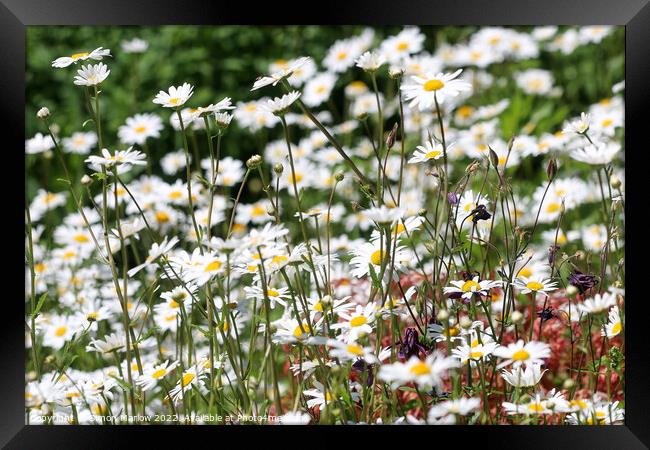 A Dramatic Oxeye Daisy Collection Framed Print by Simon Marlow