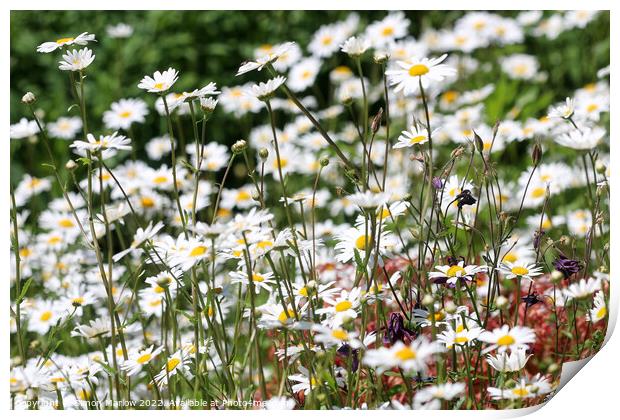 A Dramatic Oxeye Daisy Collection Print by Simon Marlow