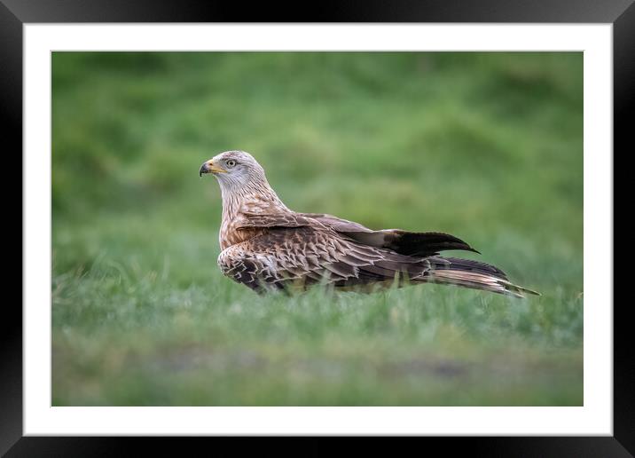 Red kite Framed Mounted Print by Alan Tunnicliffe