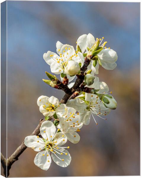 Delicate White Blossom Canvas Print by Wendy Williams CPAGB