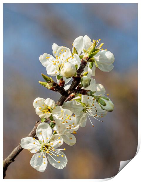 Delicate White Blossom Print by Wendy Williams CPAGB