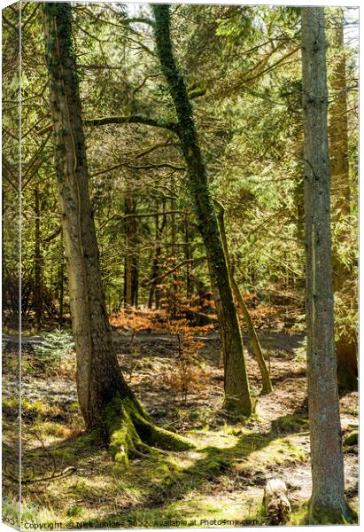 Woodland at Cannop Ponds Forest of Dean Canvas Print by Nick Jenkins