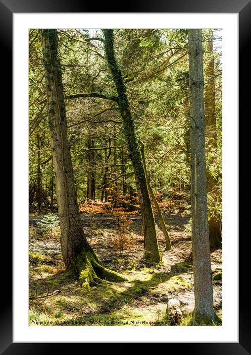 Woodland at Cannop Ponds Forest of Dean Framed Mounted Print by Nick Jenkins