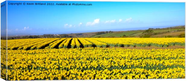 Cornish daffodils Canvas Print by Kevin Britland