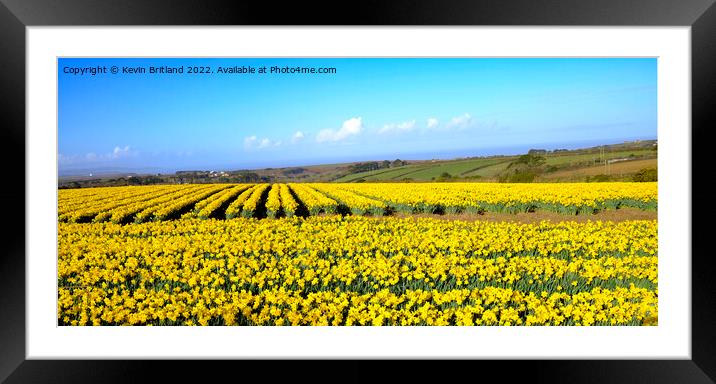 Cornish daffodils Framed Mounted Print by Kevin Britland