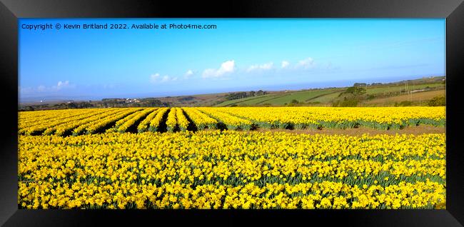 Cornish daffodils Framed Print by Kevin Britland