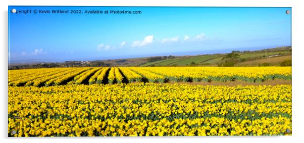 Cornish daffodils Acrylic by Kevin Britland