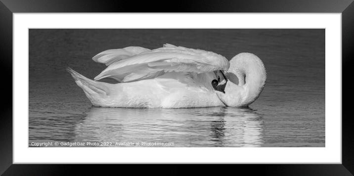 Swan Preening BW Framed Mounted Print by GadgetGaz Photo