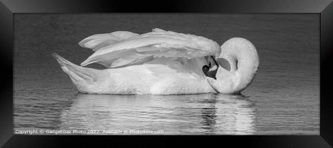 Swan Preening BW Framed Print by GadgetGaz Photo