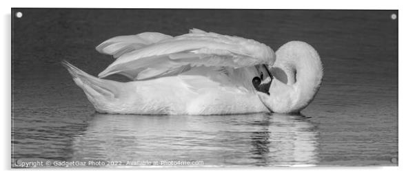 Swan Preening BW Acrylic by GadgetGaz Photo