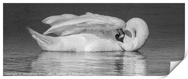 Swan Preening BW Print by GadgetGaz Photo