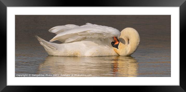 Swan preening panoramic  Framed Mounted Print by GadgetGaz Photo